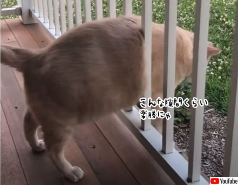 吾輩は猫である。顔が入れば通れない隙間などない…はずだったが….
