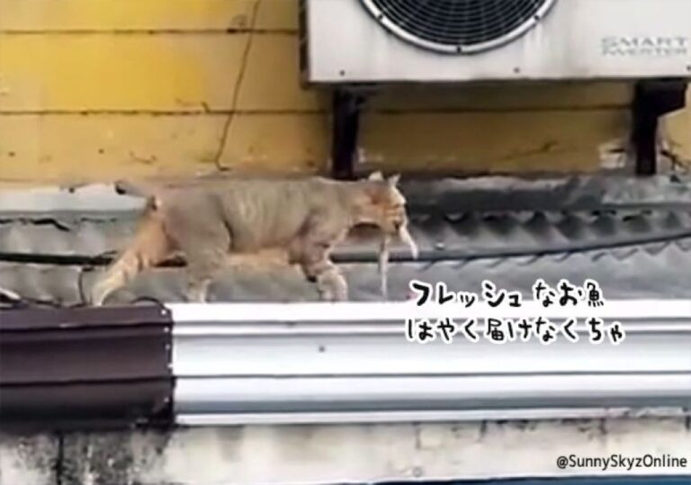 やせ細った猫に魚をあげたところ、食べずに運んでいった。そこには感動の瞬間が待っていた