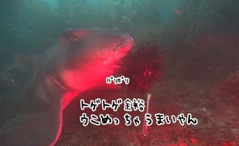 ウニの増殖でサンゴ礁が危機、だが大型ルーキーの存在を発見！ネコザメがウニをバリバリと大量捕食