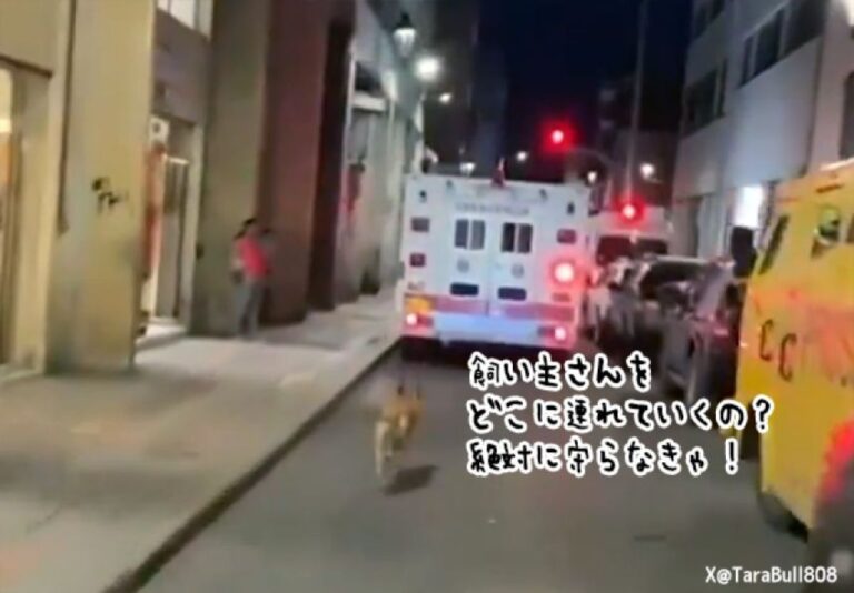 飼い主が乗る救急車を必死に追いかける忠犬、40kmの道のりを走り続ける