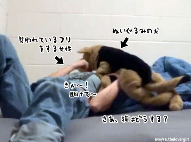 猫の前で犬（ぬいぐるみ）に襲われているふりをした飼い主。さあ、猫はどうする？