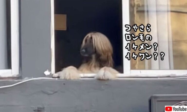 アパート窓から外を眺めていたのは、つやさらロンゲのイケメン？イケワンだった