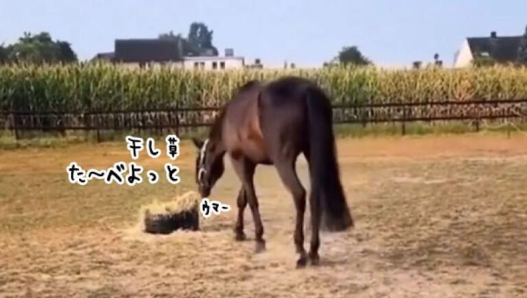 馬なのに「モゥ！」干し草を食べようとしたら、まさかのどっきり