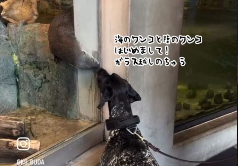 陸のワンコと海のワンコ！軍犬とカワウソがはじめましてで意気投合。ガラス越しからチュウ