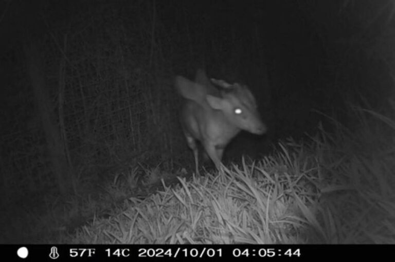 イギリスで翼と角があるように見える謎生物がトレイルカメラにとらえられる