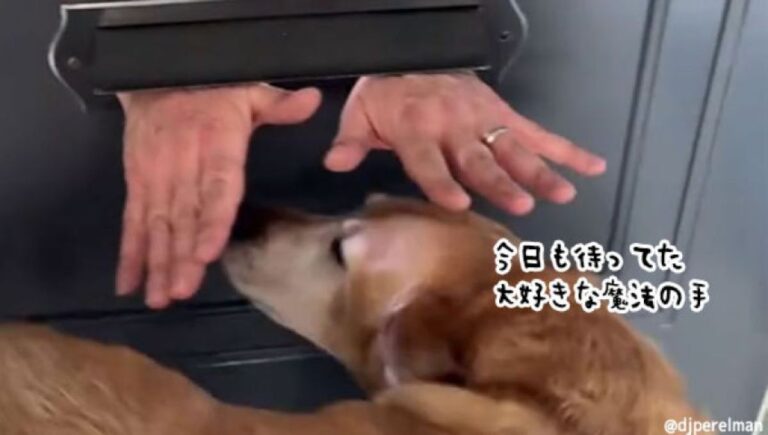 郵便受けから出てくる魔法の手を毎日待ち焦がれる犬。ドア越しのワンダフルな交流