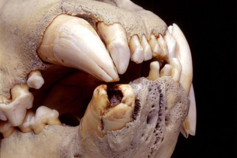 ケニアで恐れられていた人食いライオンの歯をDNA解析、人間を食べた証拠を発見