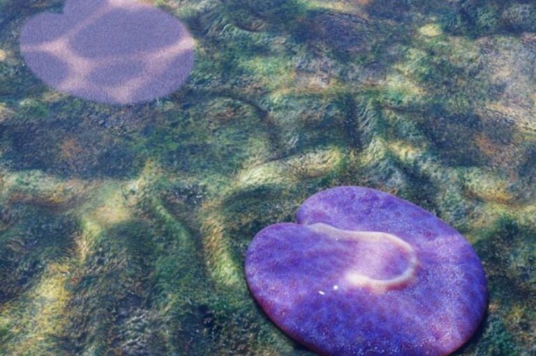 尻尾ついてる？オーストラリアの奥地で地球最古の動物の一種を発見