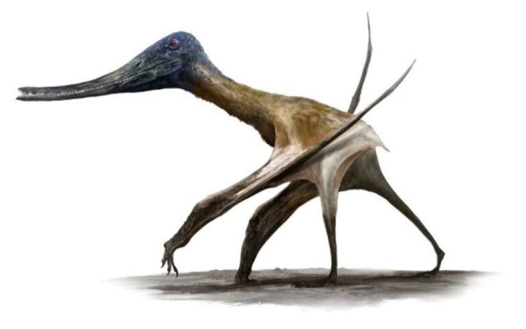 翼竜が巨大化した理由が判明。地上をうまく歩くための進化だった。