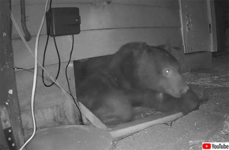 ちょっと住ませてもらいますよ。人間の家の床下にクマが居候していた件