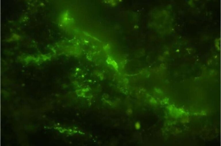 20億年前の岩石から生きた微生物を発見。地球や火星の生命を知る手掛かりに