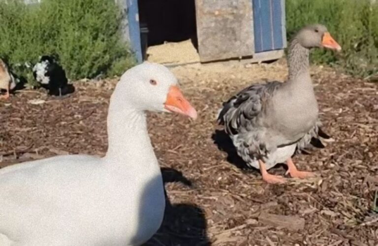 妻を亡くし絶望していたガチョウのオスに新たなメスを紹介したところ、新たな恋が始まった