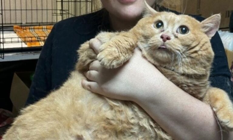 17kgの猫ダイエット大作戦、いつか普通の猫のように飛び回れるようにがんばれ！
