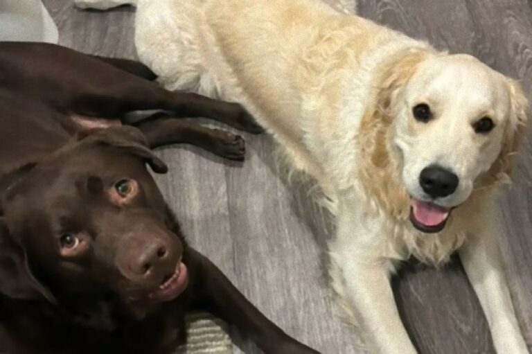 君の犬と僕の犬は親友になれそう、とマッチングアプリで声をかけたところ飼い主同士も互いの犬もベストな仲に