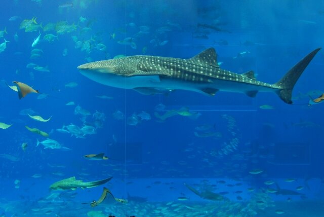 中国・深センにある水族館「リニューアルオープンしたわ！ほれ、ジンベエザメだぞ！」 客「ロボットじゃねーか！返金要求する！」