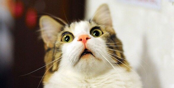 愛猫の検診で獣医に「肺と心臓の音がはっきりと聞こえません」と告げられる→絶望しながら理由聞いたらまさかの内容だった・・・