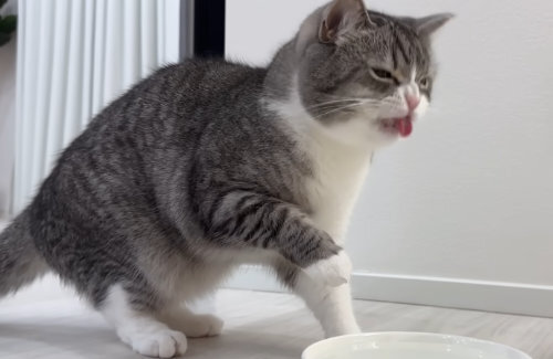 猫YouTubeチャンネルのもちまる日記さん、猫に炭酸水を舐めさせ驚く様子を撮影し炎上…ブリーダー「大量に飲ませると病気の原因に」
