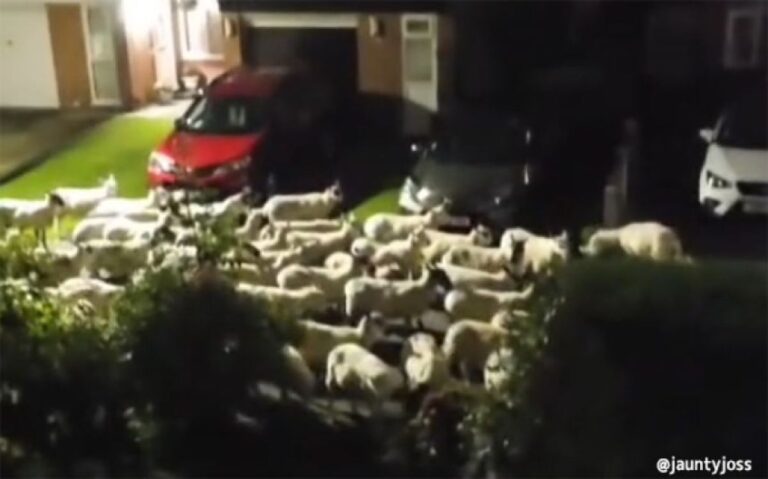 羊たちの沈黙ならぬ羊たちの喧騒。深夜の住宅地に大勢で押し寄せ大集会
