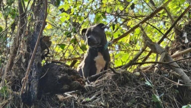 ハリケーン「ヘレン」による洪水で木の上に取り残されてしまった犬を救助、飼い主と再会