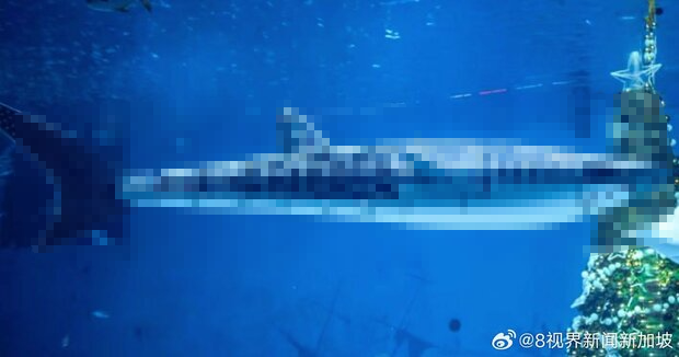 中国の某水族館にて、主役のジンベエザメが〇〇だったと判明し客大激怒→むしろ見てみたいとネットで話題にｗｗｗｗ