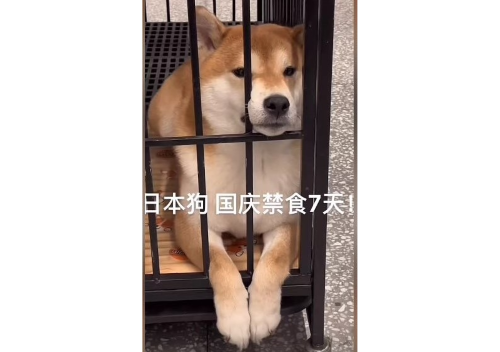 【胸糞】中国で『建国記念日の連休中は日本の柴犬に食事を与えない』という動画が大量に投稿される