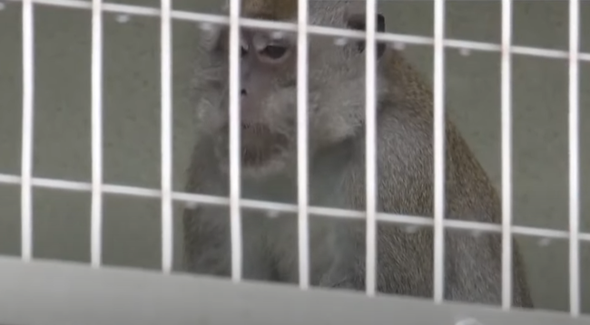 とある動物園「1ヵ月以上前から園内のエサが勝手になくなることがある。なんでだろ？」 → 最悪の犯人が判明・・・