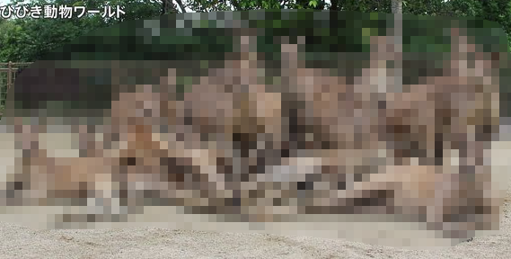 カンガルー達、アイドルグループのCDジャケットのような奇跡のポーズを取り激写されてしまうｗｗｗｗｗ