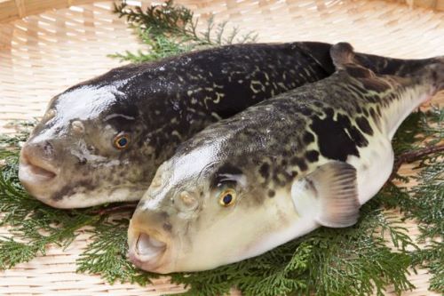 大学の研究グループ「フグにフグ毒を食べさせてみた！」→結果・・・