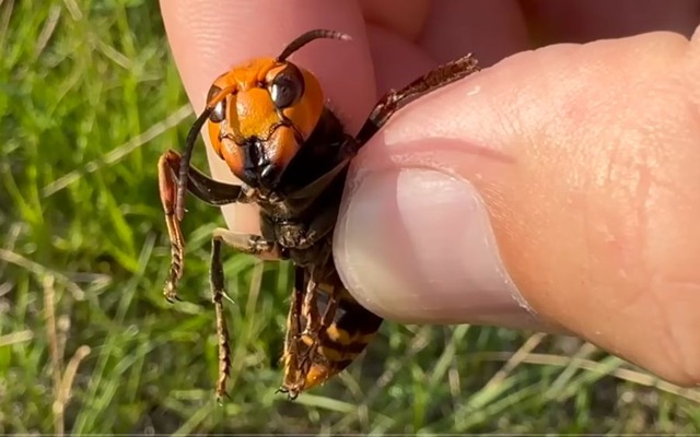 【動画】大物ユーチューバー「オオスズメバチに刺されたらどうなるか、実際に刺されて検証してみた」チクッ　→　数十分後、ガチでとんでもない変化が…うわああああ