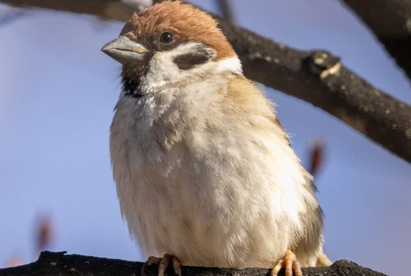 【悲報】スズメなどの身近な鳥やチョウ、〇〇の影響か絶滅危惧種になるペースで急減・・・「全国規模で自然環境が変貌している」