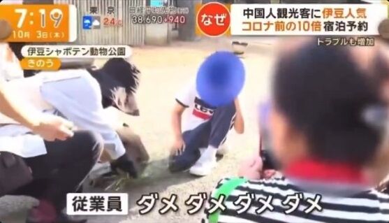 【胸糞】中国人観光客、鹿の次はカピバラに悪事を働く・・・