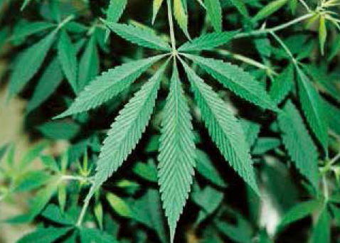 人気バンドボーカル、大麻所持疑いで逮捕！　ファン「え、え、？？」「うそやろ？」