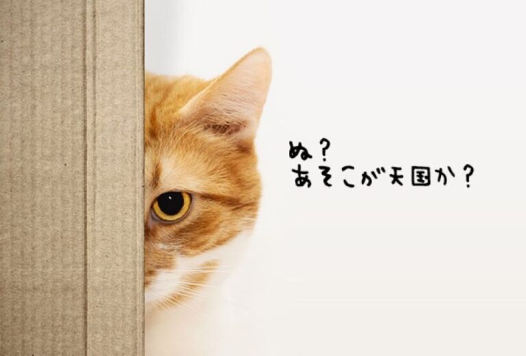 楽園への切符を手にした猫。へそ天、腹出しでゴートゥーヘブン