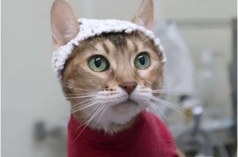 すべては猫のため。脳波が測定できるニット帽を開発し、猫の痛みの解明を試みる研究者たち