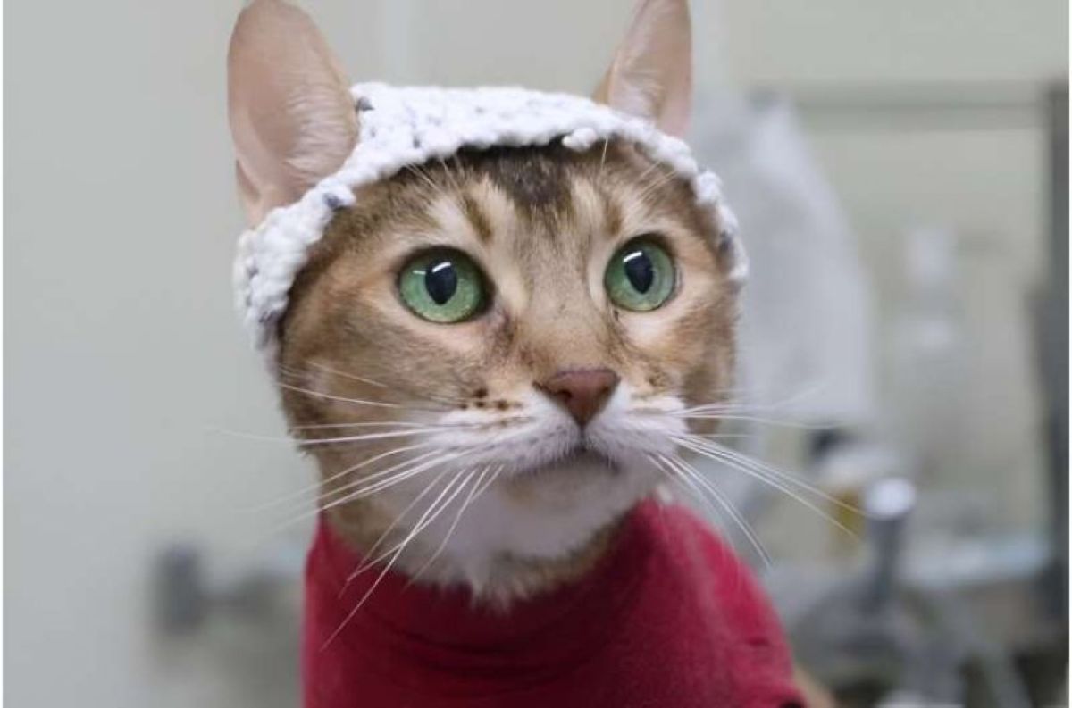 すべては猫のため。脳波が測定できるニット帽を開発し、猫の痛みの解明を試みる研究者たち