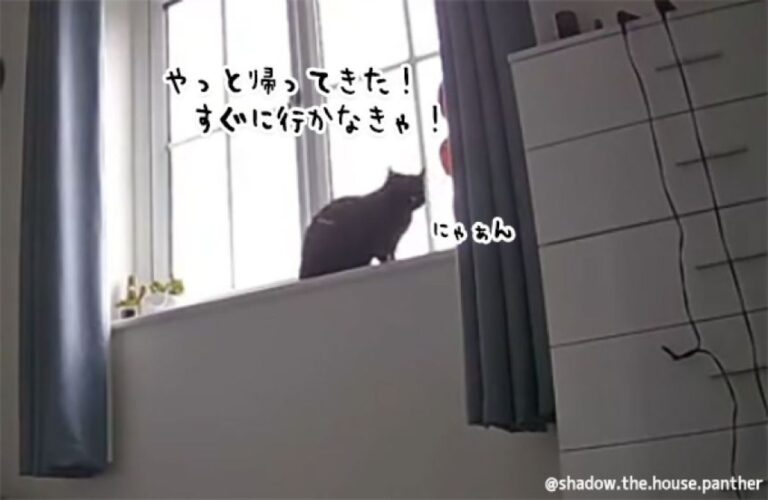 人生最高の幸せ。帰宅直前に毎回猫が行っていることをペットカメラで知った時
