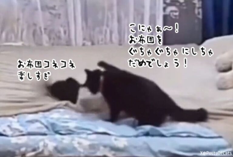 うちの子がすみません。お布団をこねくり回した子猫を叱った後、きれいに整える母猫