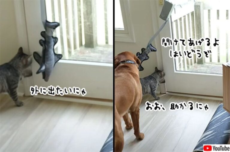 ドアの開閉を飼い主に教わった犬。早速猫を外に出してやろうとするも、罠だった！