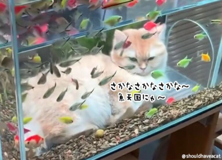 水槽の中に猫が！？魚に囲まれながら至福のひと時を過ごす猫