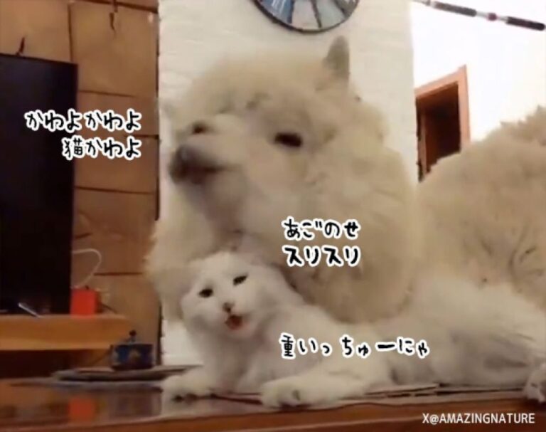 ぬこかわよ。猫が好きすぎてスリスリしまくるアルパカ