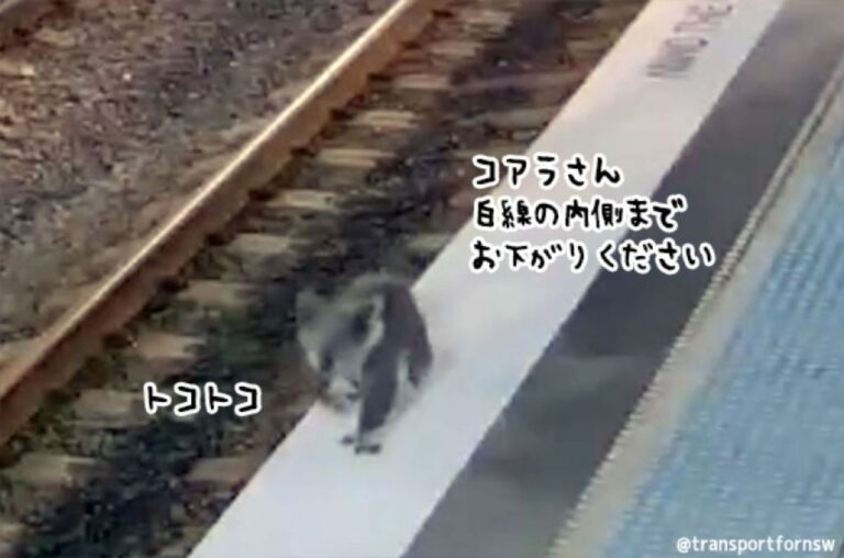 遠くの町に美味しいユーカリがあると聞いて？コアラが駅構内をうろつく事案が発生