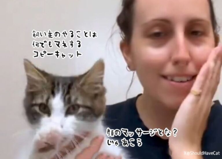 飼い主のやることを見てなんでもマネするコピーキャット