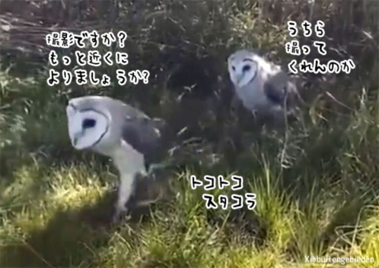 撮影っすか？カメラマンを見つけたフクロウたちが小走りで膝の上にちょこん
