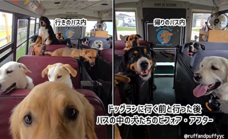 バスに乗ってドッグランに向かう犬たちのビフォア・アフターが面白い！