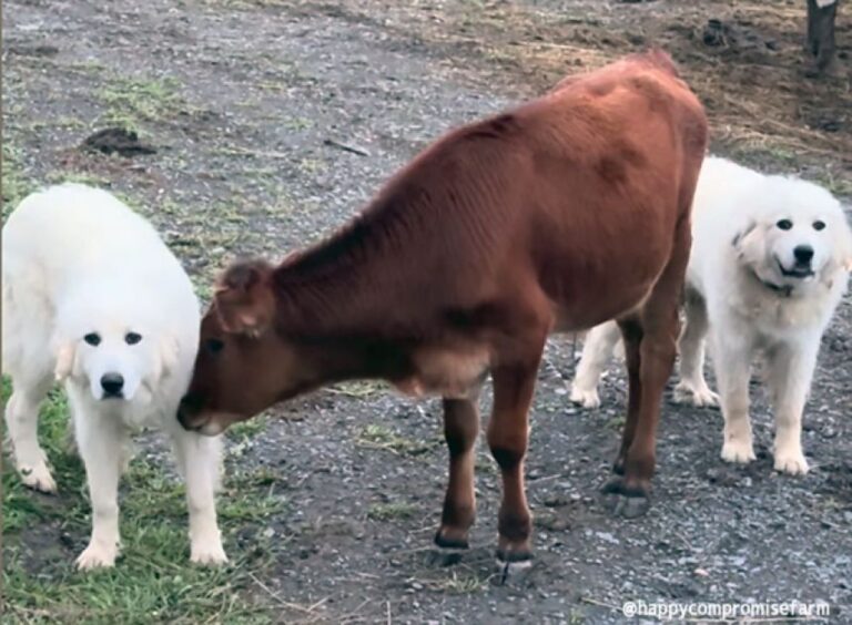 孤児の子牛のガードマン役をかってでた2匹のグレートピレニーズ。犬と牛の特別な友情物語
