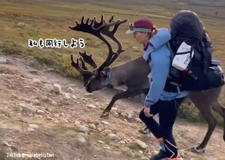 私も同行しよう。トナカイがハイキング中の2人組と合流、20kmもの道のりを共に歩く