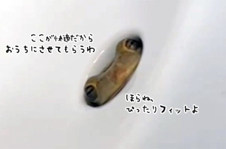 洗面所の排水口から覗いている謎生物の正体は？最後にハッピーエンドが待っていた