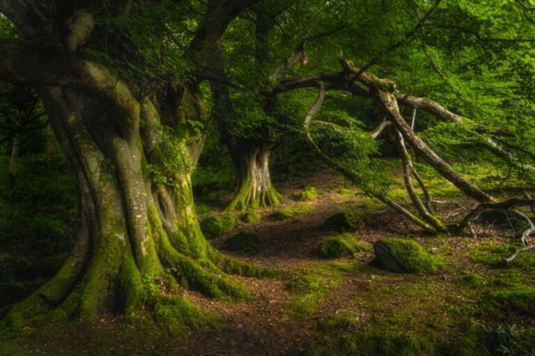 やっぱ植物は偉大だ。樹木は数百万年にわたる気候変動に適応し続けている