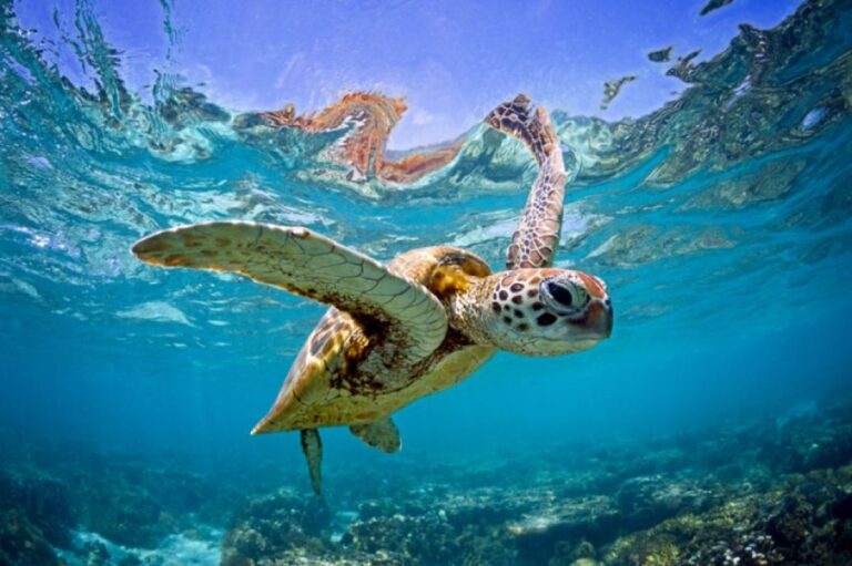うれしいニュース。長年の保護活動によりギリシャの海でアカウミガメが記録的な数に達する