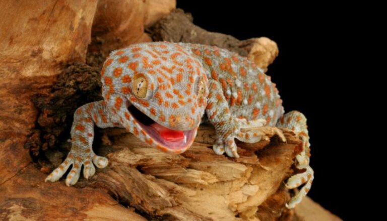 ヤモリの隠された「第六感」を発見、低い振動を感知できる能力は爬虫類で初めて確認